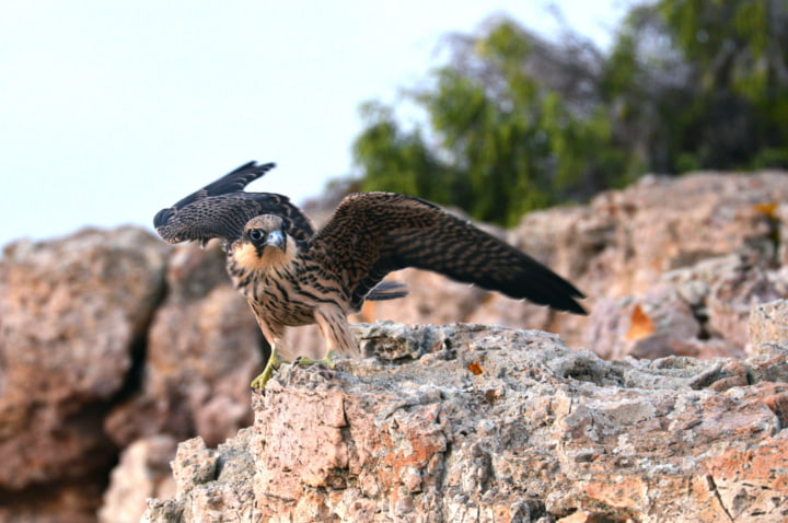 Eleonorenfalke auf freier Wildbahn
