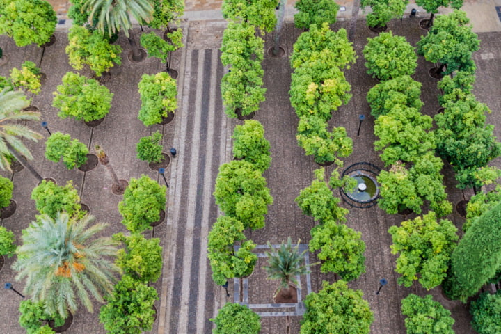 Bäume im Patio de los Naranjos