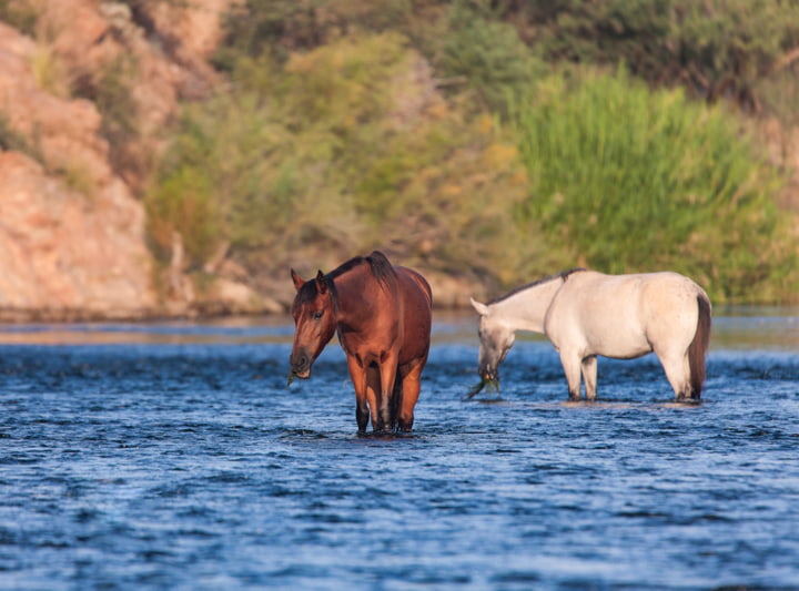 Wildpferde im Salt River