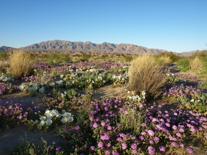 Wildblumen in der Mojave-Wüste