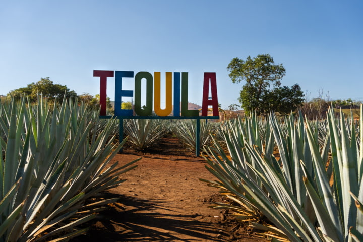 Agavenfelder in Tequila