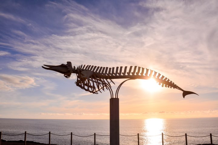 Walskelett in Jandia