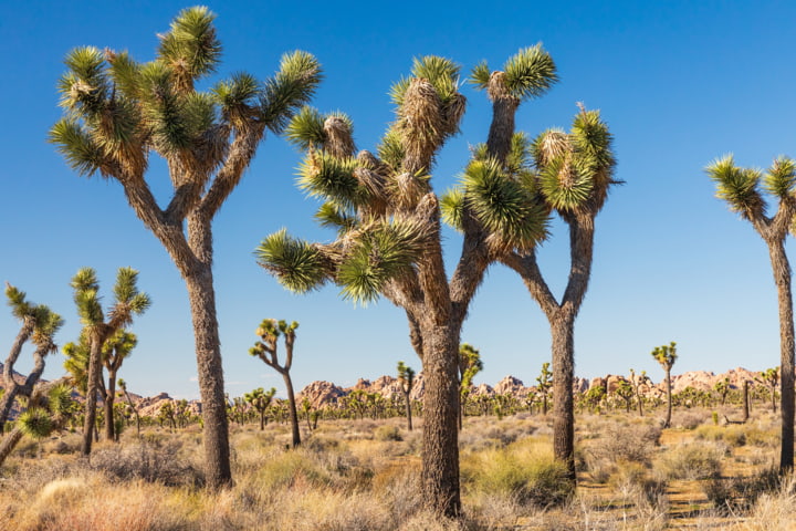 Die bekannten Joshua Trees