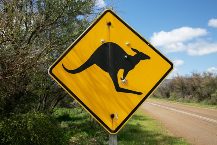 Achtung Känguru – bitte Aufpassen!