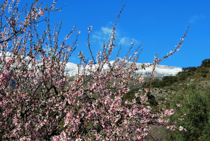 Wunderschön blühender Mandelbaum