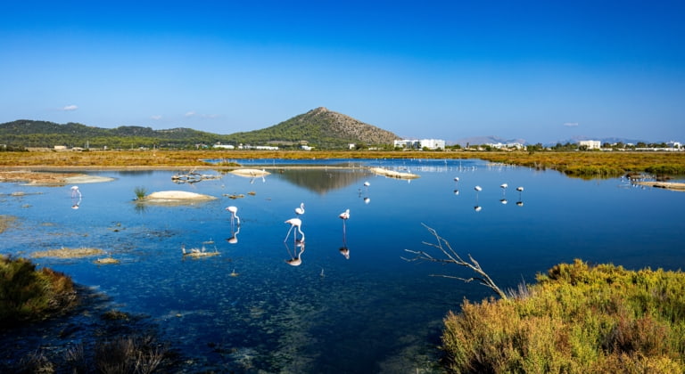 Naturpark S'Albufera