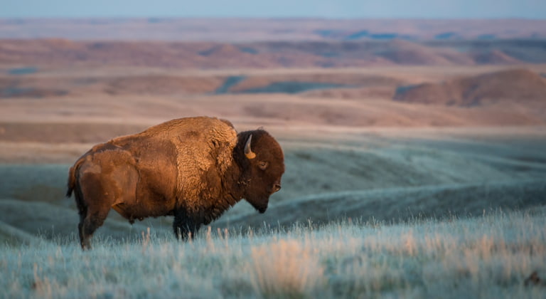 Grasslands-Nationalpark